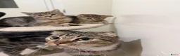 British Shorthair cats for sale: British Shorthair Kittens x Scottish Fold - Advert 2