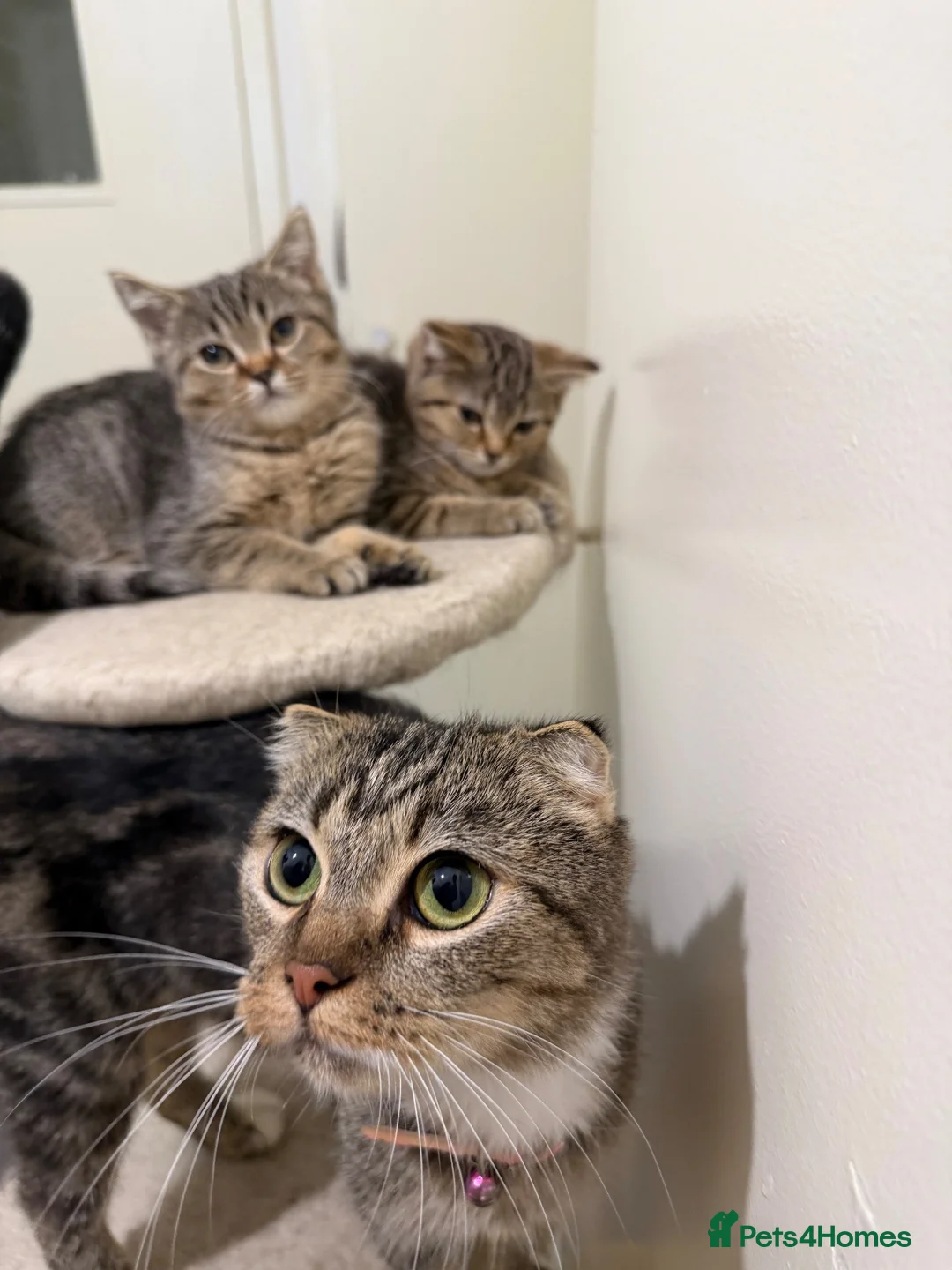 British Shorthair cats for sale: British Shorthair Kittens x Scottish Fold - Advert 2