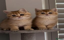 British Shorthair cats for sale: Stunning British short hair kittens - Image 2