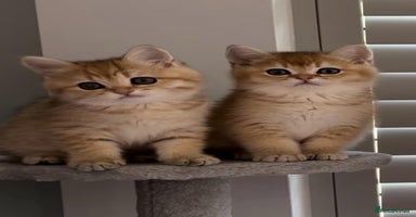 British Shorthair cats - Advert 4