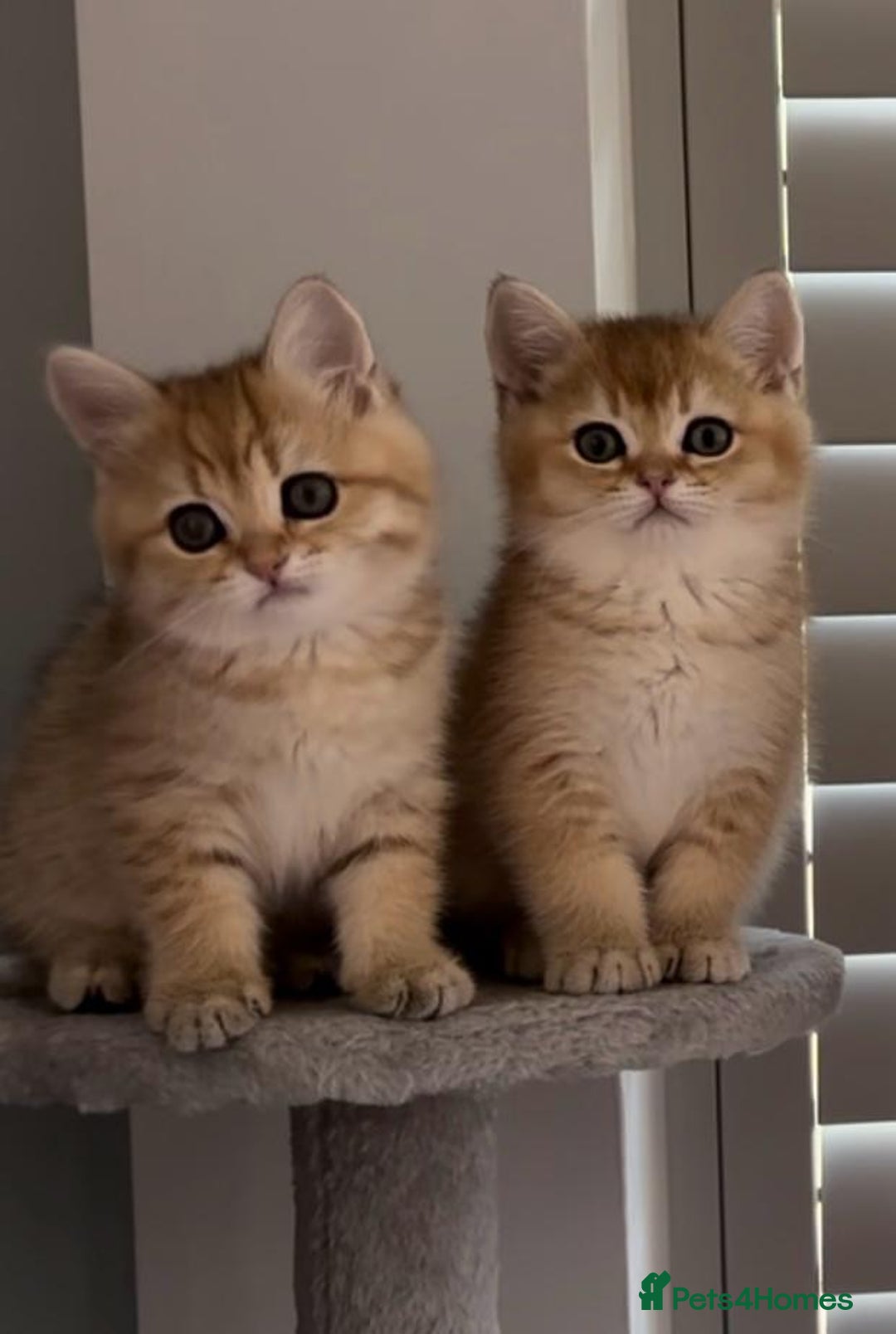 British Shorthair cats for sale: Stunning British short hair kittens - Image 2