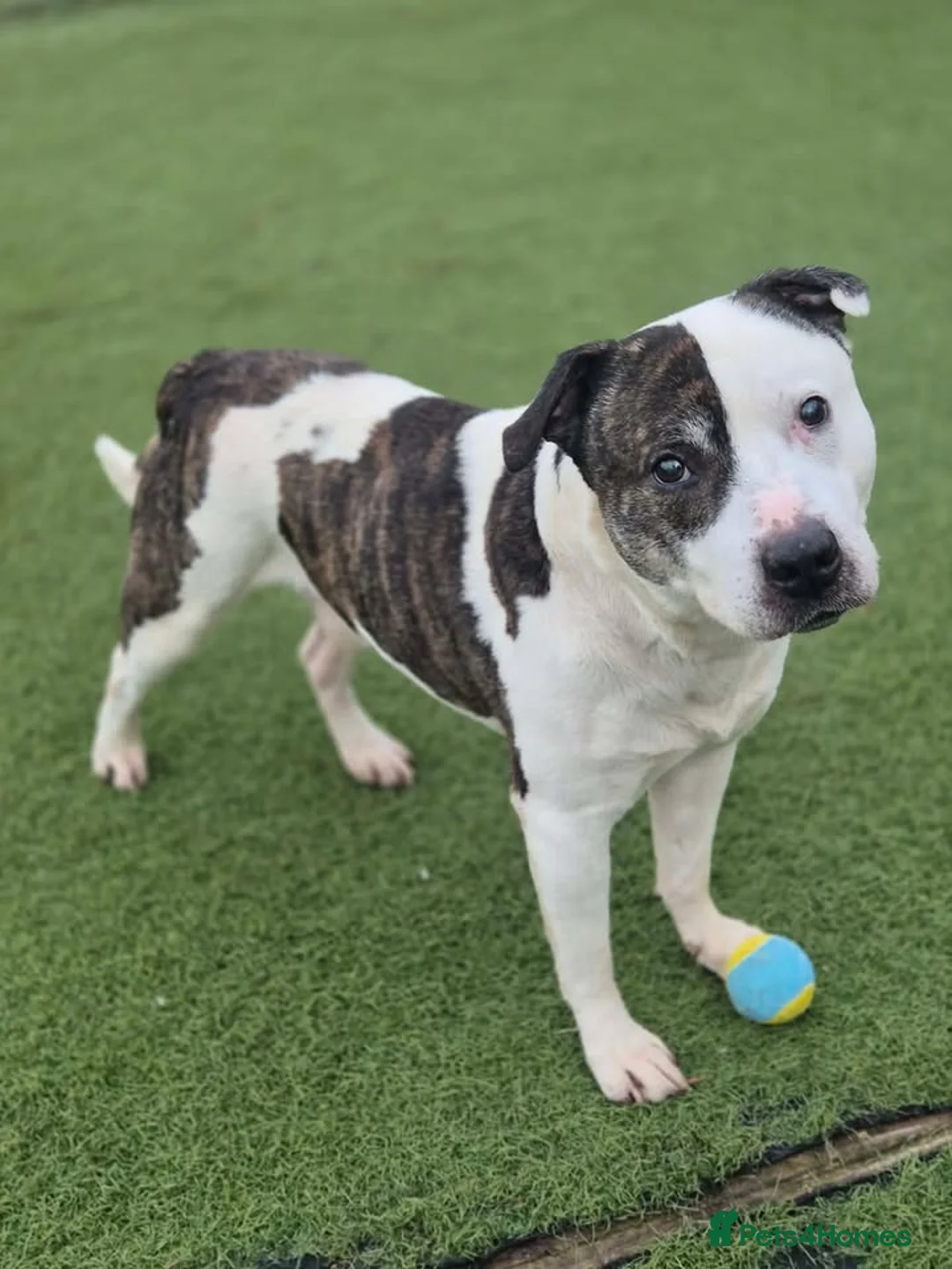 Staffordshire Bull Terrier dogs for adoption: IGGY - 12 year old Staffie - Advert 1