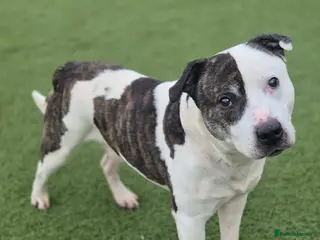 Staffordshire Bull Terrier dogs IGGY - 12 year old Staffie - Advert 3