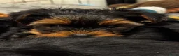 Yorkshire Terrier dogs for sale: ❣️Yorkie Boy 🐶 Ready Now Family Raised ❤️ - Advert 29