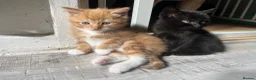 Mixed Breed cats for sale: Mixed breed kittens  - Advert 3
