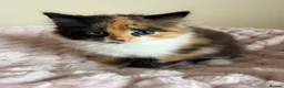 Mixed Breed cats for sale: Beautiful Fluffy Maine Coon Cross kitten  - Advert 4