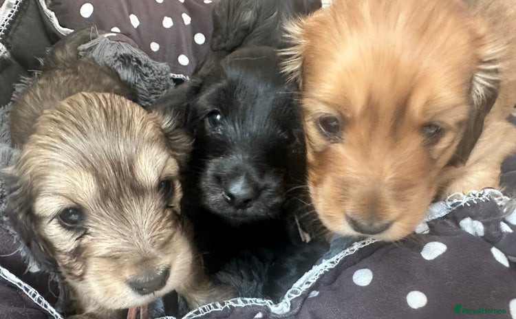 Miniature Dachshund dogs - Advert 3