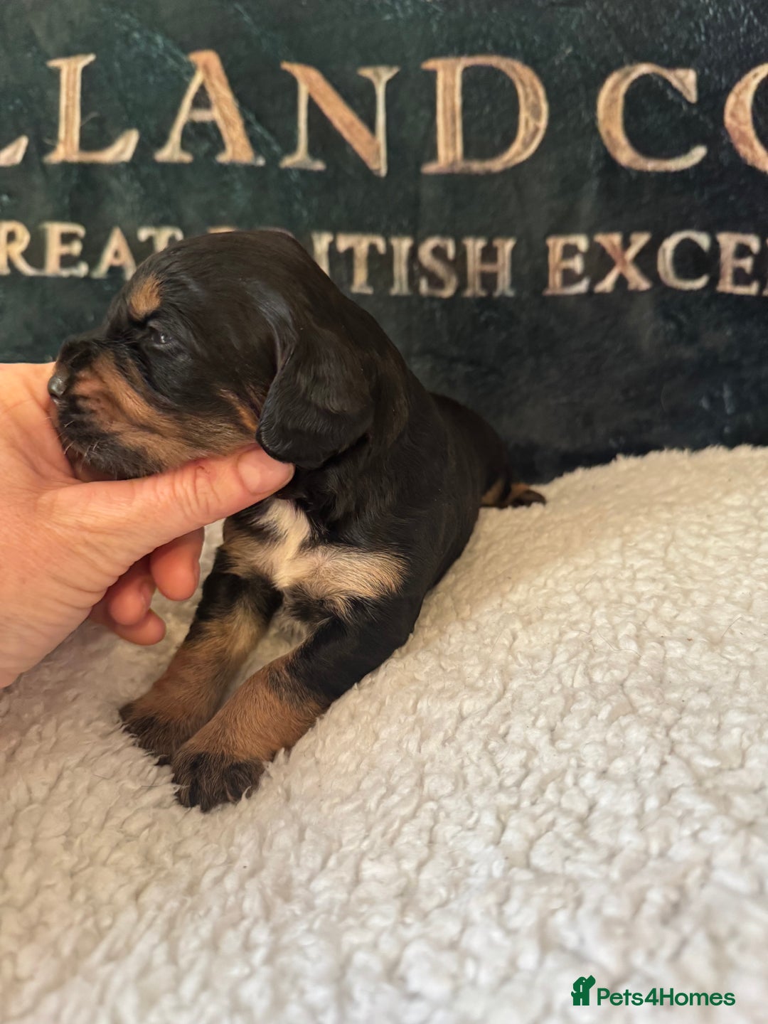 Cocker Spaniel dogs for sale: A gorgeous litter of WCS - Advert 13