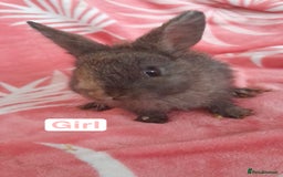 Mixed Breed rabbits for sale: Updated in 7 November bunnies - Advert 13