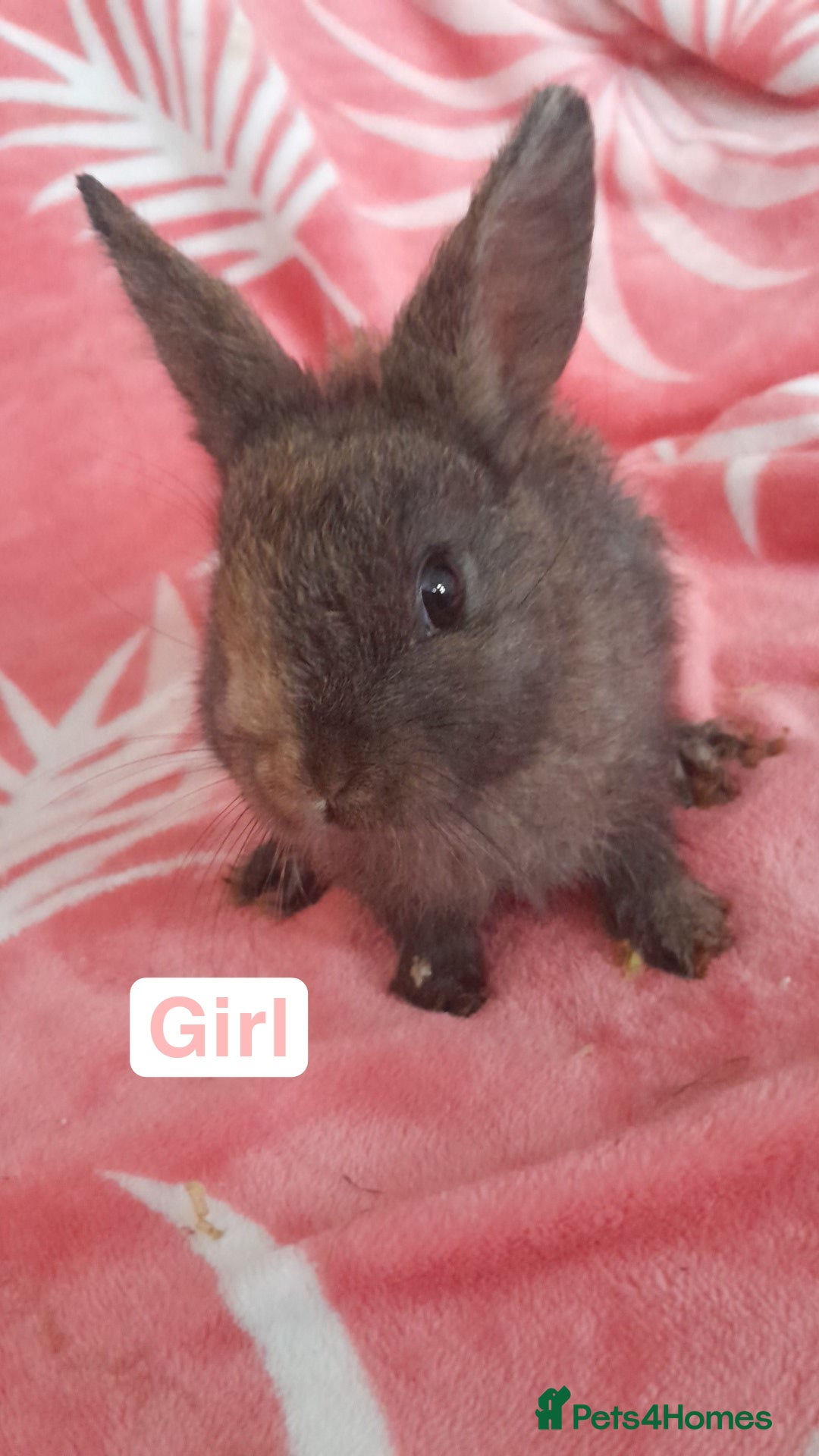 Mixed Breed rabbits for sale: Updated in 7 November bunnies - Advert 13