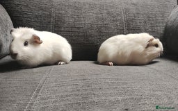 Guinea Pig rodents for sale: Pair of male guinea pigs so beautiful  - Image 8