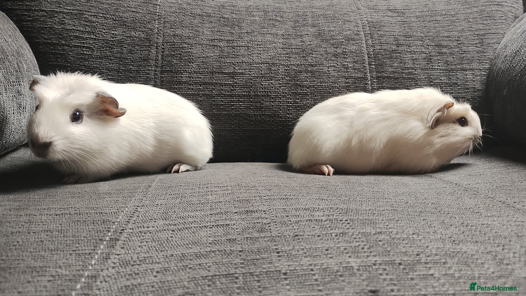 Guinea Pig rodents for sale: Pair of male guinea pigs so beautiful  - Image 8