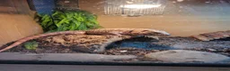 Lizard reptiles for sale: Red Tegu - Advert 4