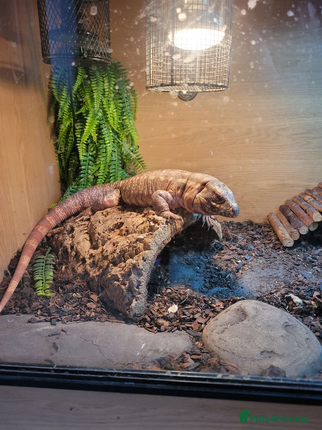 Lizard reptiles for sale: Red Tegu - Advert 4