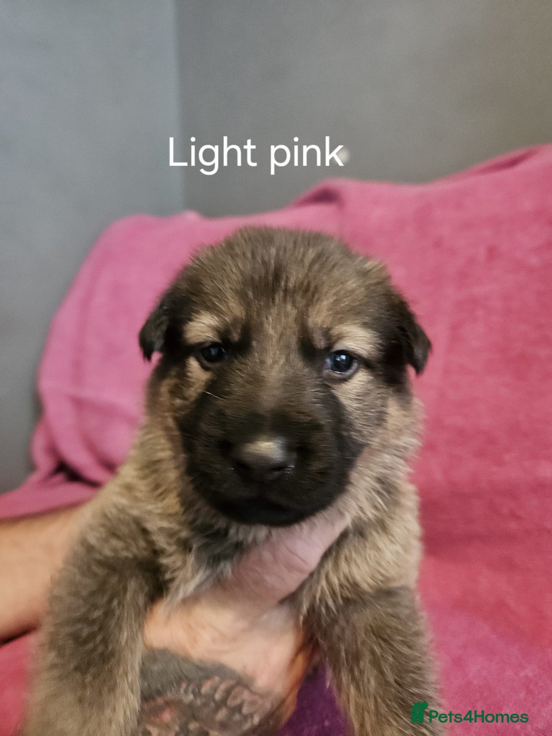 German Shepherd dogs for sale: Stunning German shepherd puppies  - Image 8