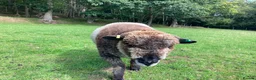 Sheep livestock for sale: Pedigree Coloured Ryeland Ewe, Shearlings and rams - Advert 5