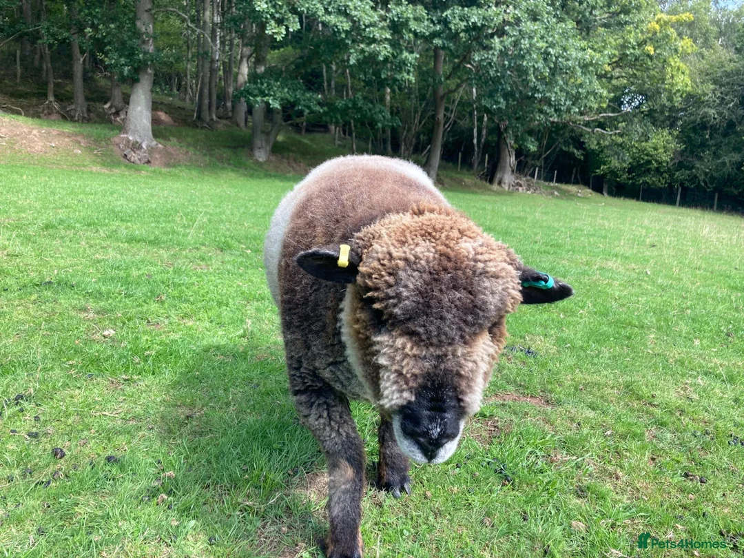 Sheep livestock for sale: Pedigree Coloured Ryeland Ewe, Shearlings and rams - Advert 5