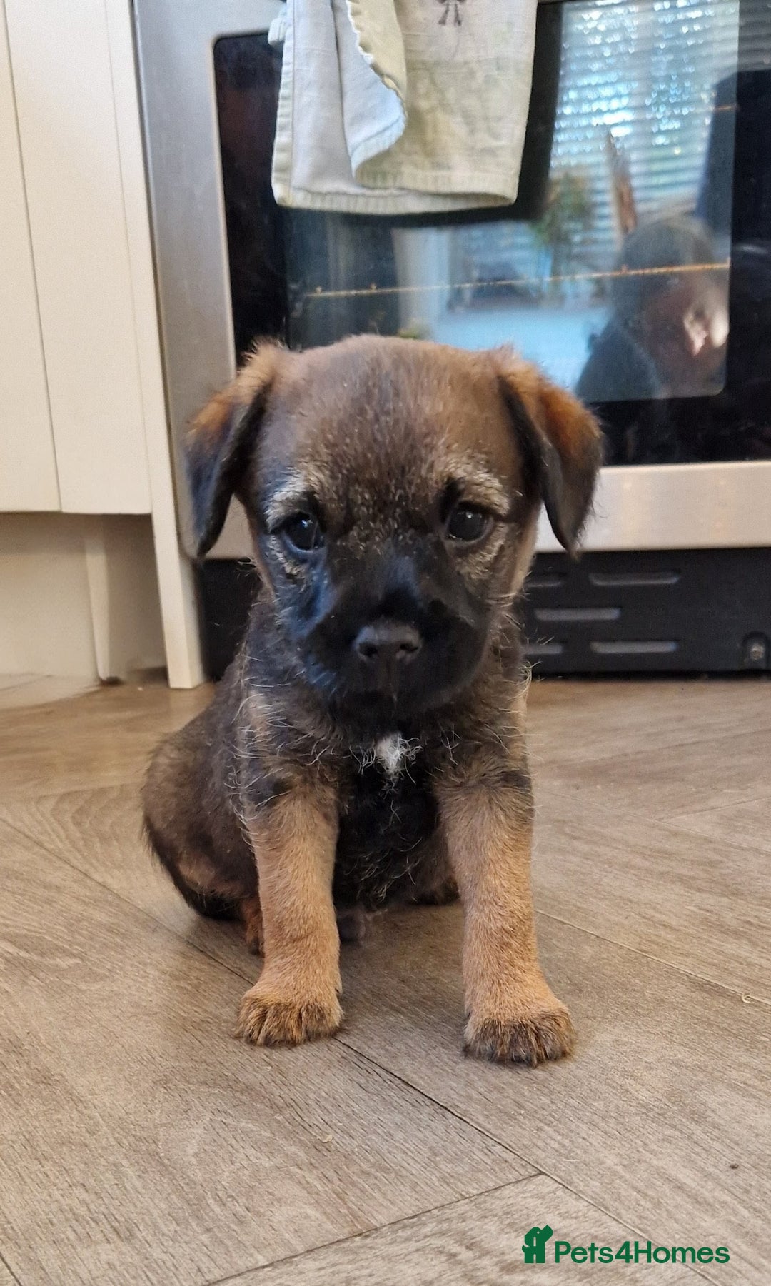 Border Terrier dogs for sale: DNA Health Tested Border Terrier pups (Boys) - Image 12