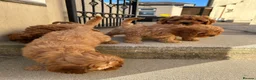 Cavapoo dogs for sale: Beautiful Cavapoo puppies  - Advert 10