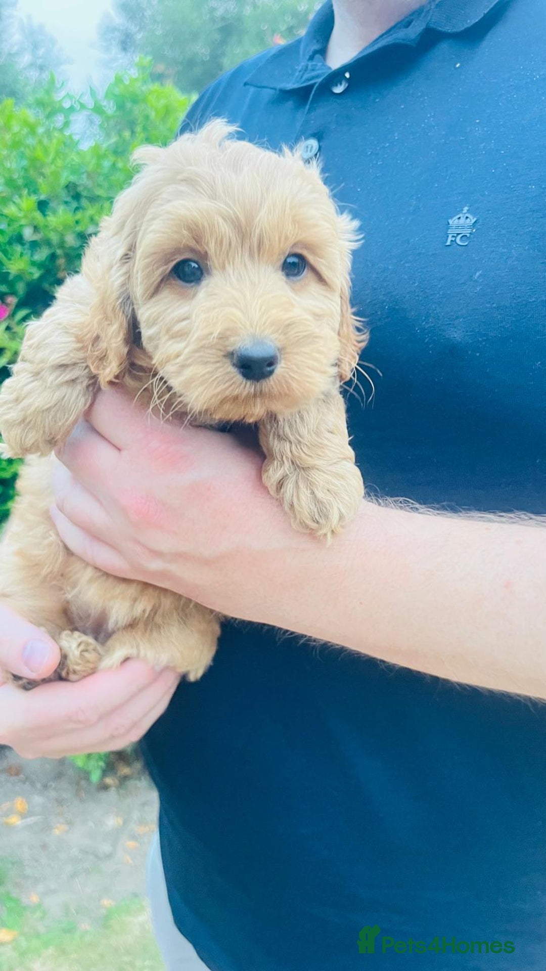 Labradoodle dogs for sale: Chunky Miniature Soft Curled Labradoodle Pups - Image 23