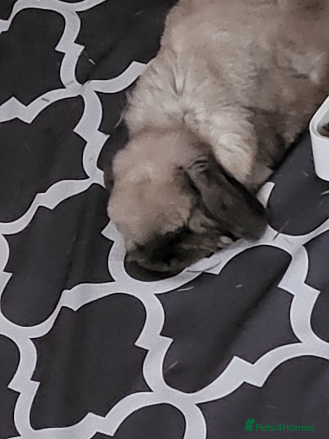 Mini Lop rabbits for sale: Free neutered/vaccinated mini lop  - Advert 2