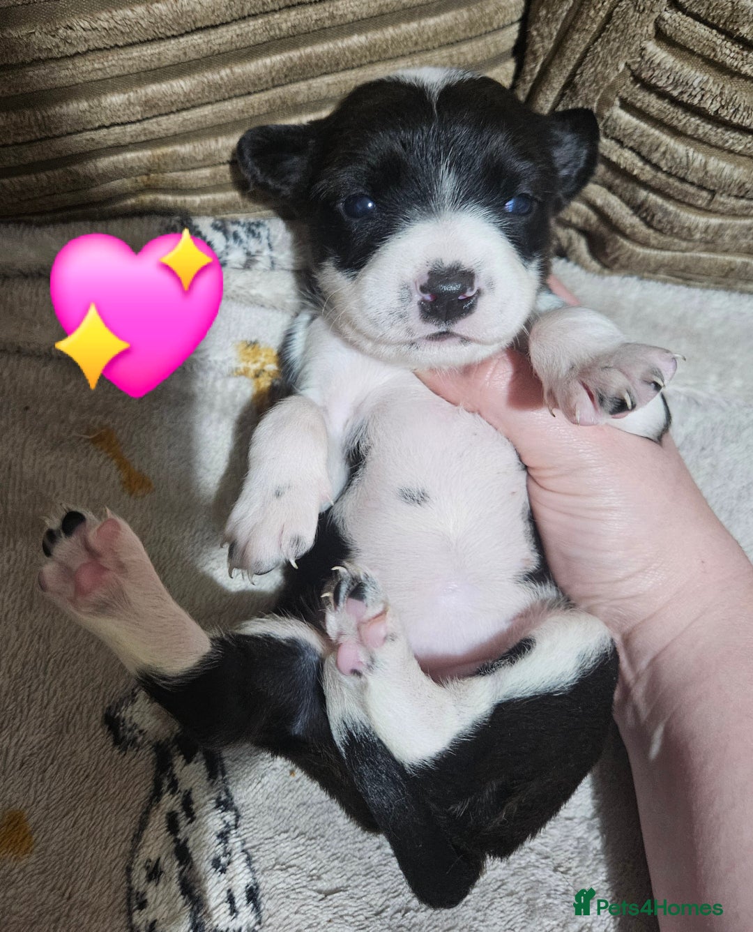 Mixed Breed dogs for sale: 🐾Border Collie x Blue Heeler/Ridgeback Pups🐾 - Advert 3