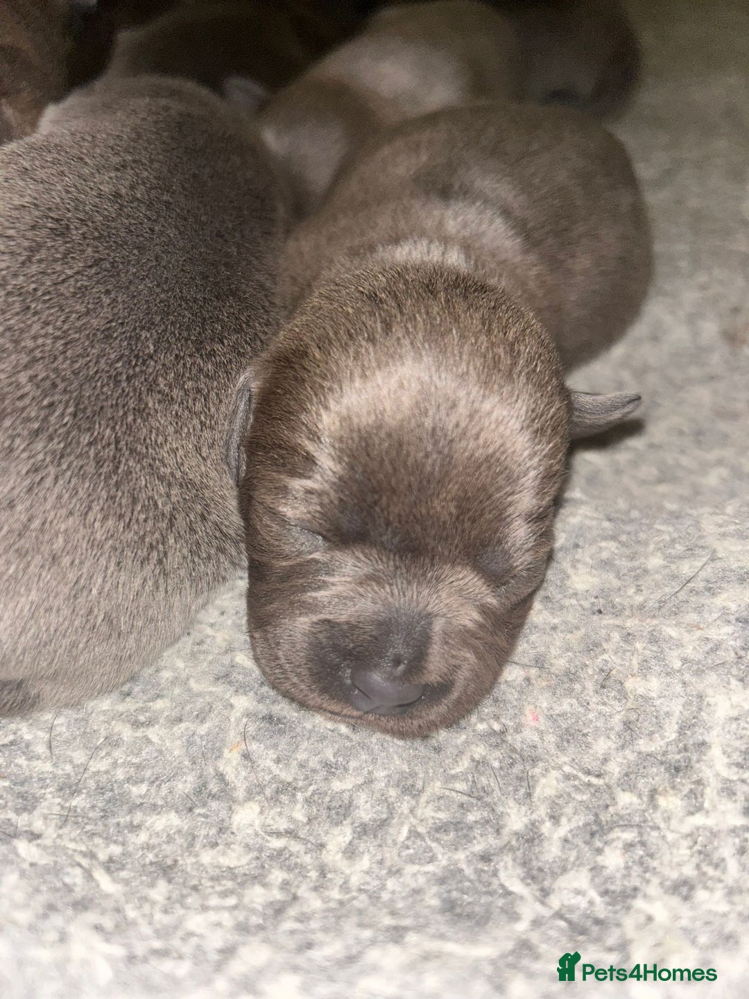 Staffordshire Bull Terrier dogs for sale: Eight gorgeous staffy puppies. - Advert 27