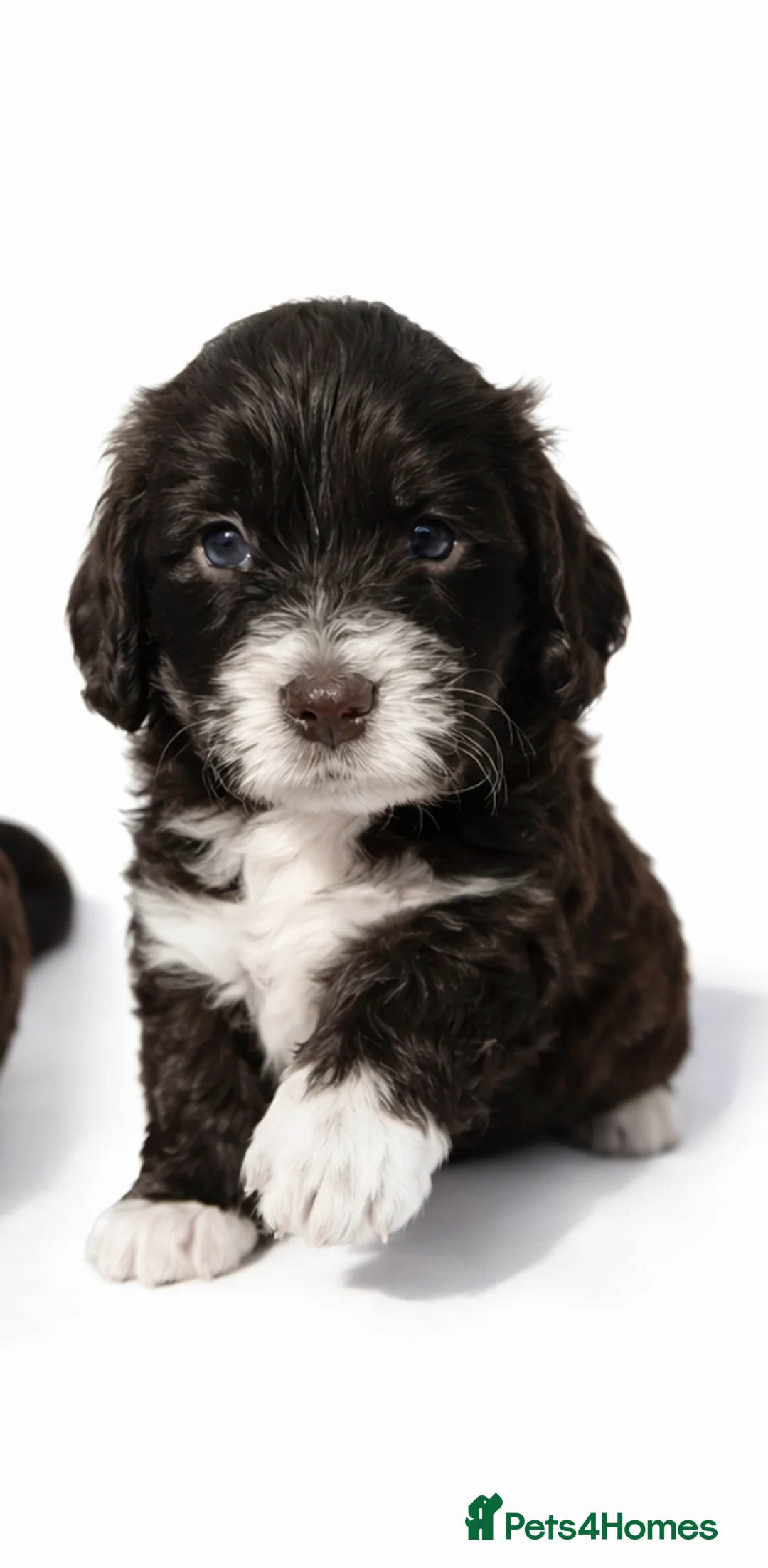 Cockapoo dogs for sale: Beautiful Cockapoo F1B Puppies - Advert 6