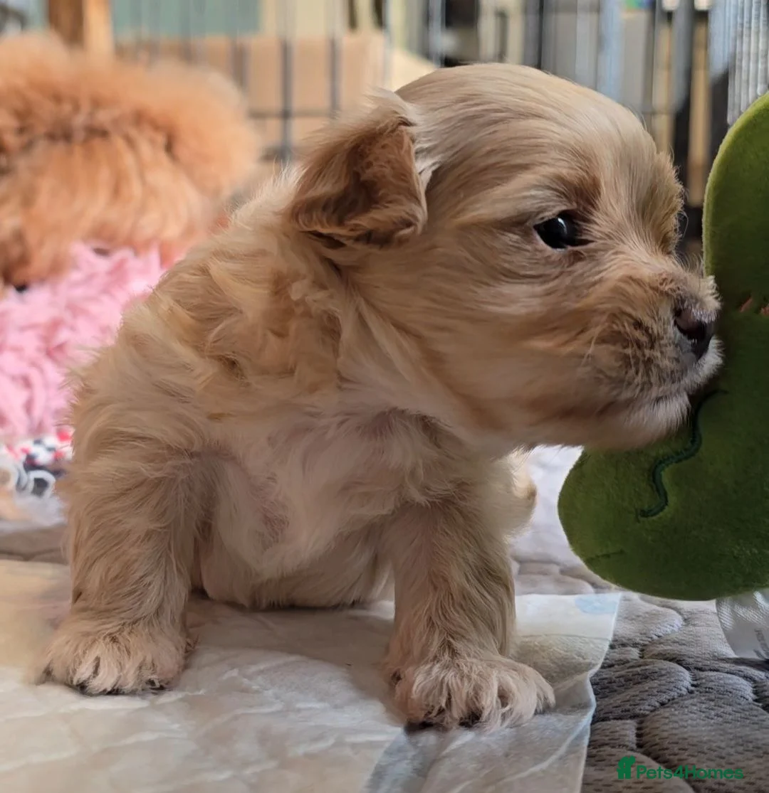 Maltipoo dogs for sale: Super sweet F1 female maltipoo 5⭐️Council licensed - Advert 2