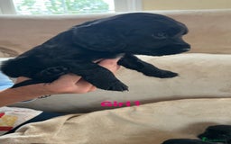 Cocker Spaniel dogs for sale: Cocker spaniel puppies for sale 🤩🐶 - Image 7