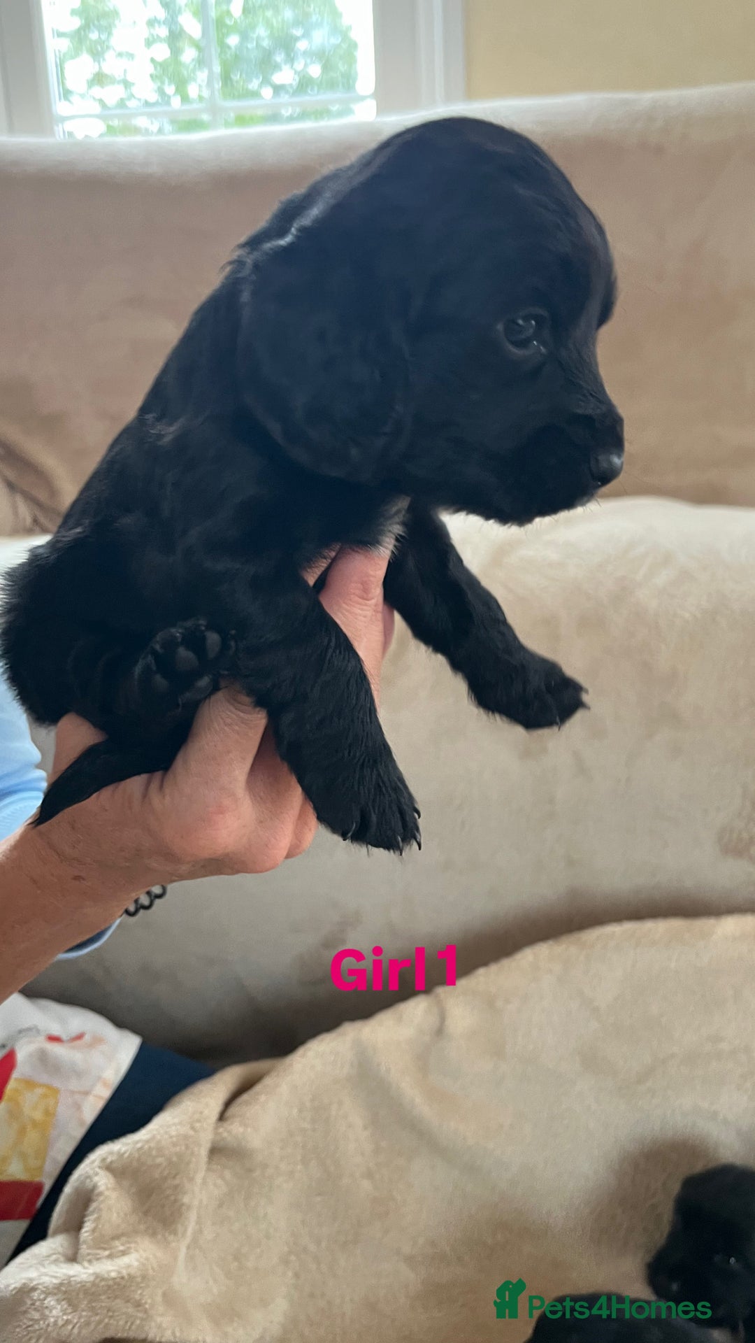 Cocker Spaniel dogs for sale: Cocker spaniel puppies for sale 🤩🐶 - Image 7