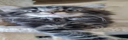 Mixed Breed cats for sale: 4 cute girls  looking for a forever home - Advert 21