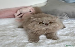 British Longhair cats for sale: Ready 🐻British Longhair chunky kittens💎🧸 - Image 3