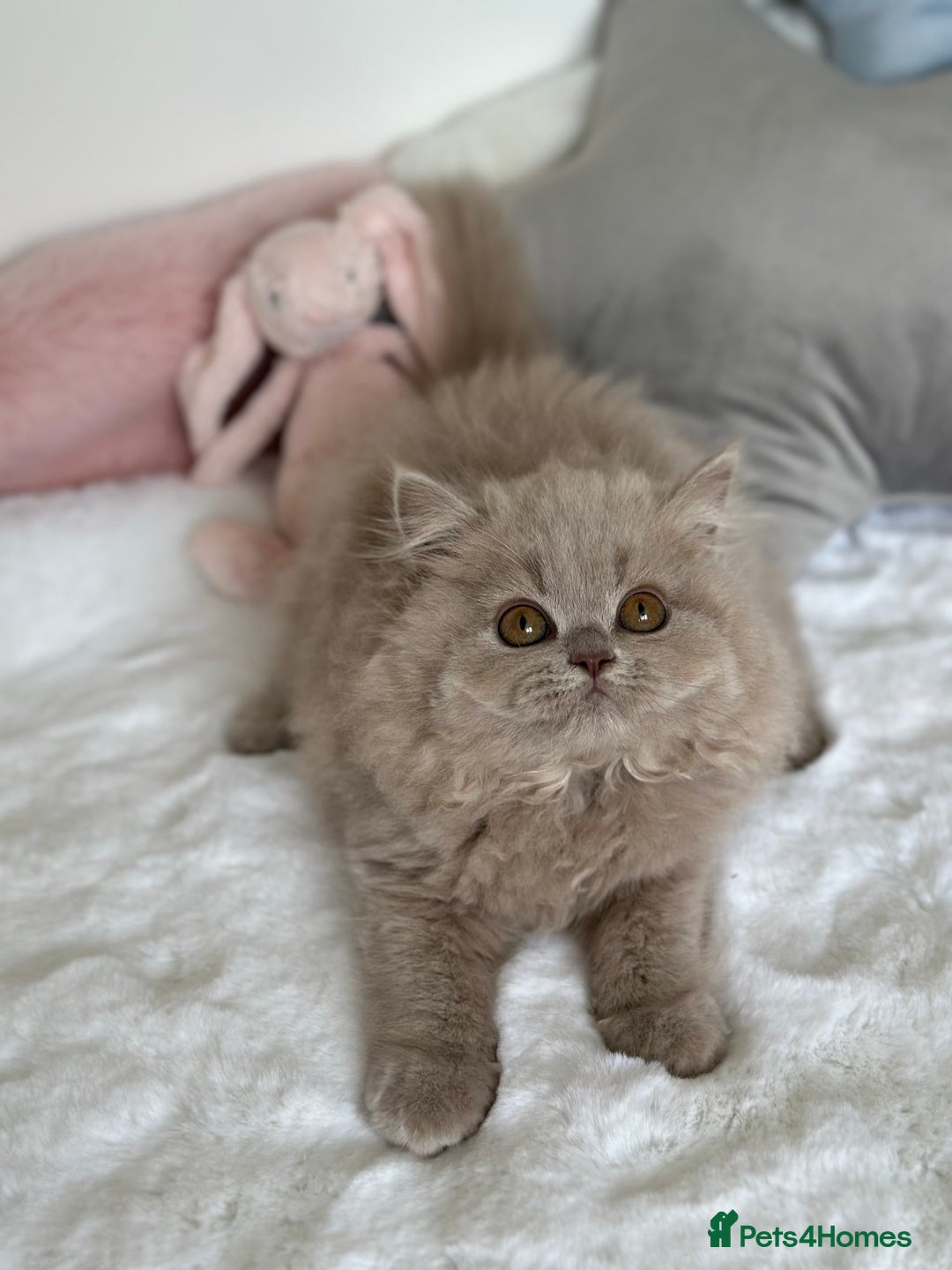 British Longhair cats for sale: Ready 🐻British Longhair chunky kittens💎🧸 - Image 3