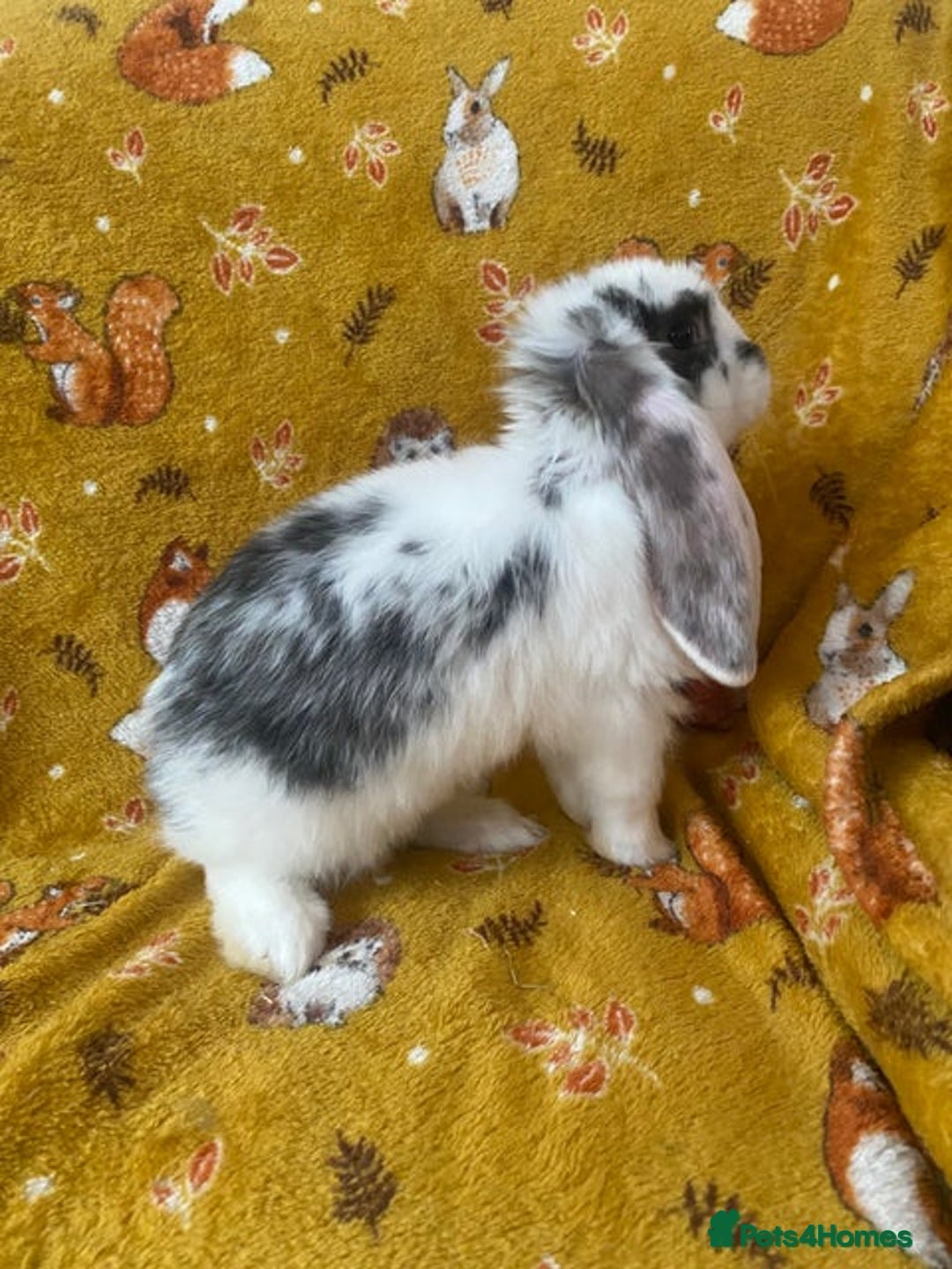 French Lop rabbits for sale: Beautiful  French Lops  (BRC) - Advert 14