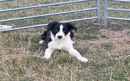 Border Collie dogs for sale: Excellent litter of border collie puppies for sale in Witney - Image 22