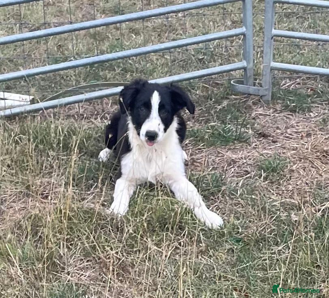 Border Collie dogs for sale: Excellent litter of border collie puppies for sale in Witney - Image 22