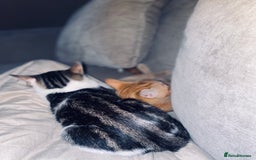 British Shorthair cats for sale: Two kittens  - Image 1
