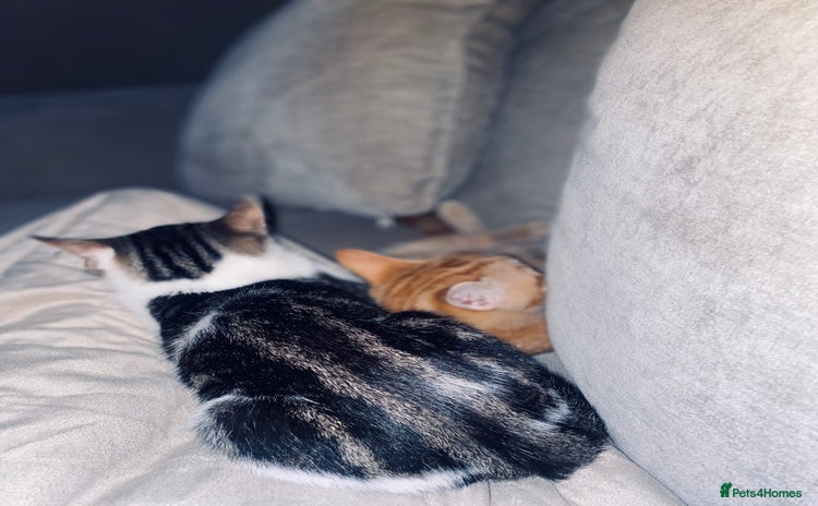British Shorthair cats for sale - Advert 1