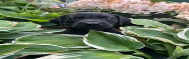Labrador Retriever 3