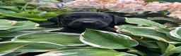 Labrador Retriever dogs for sale: Colourful and Cheerful Labrador Puppies  - Advert 14