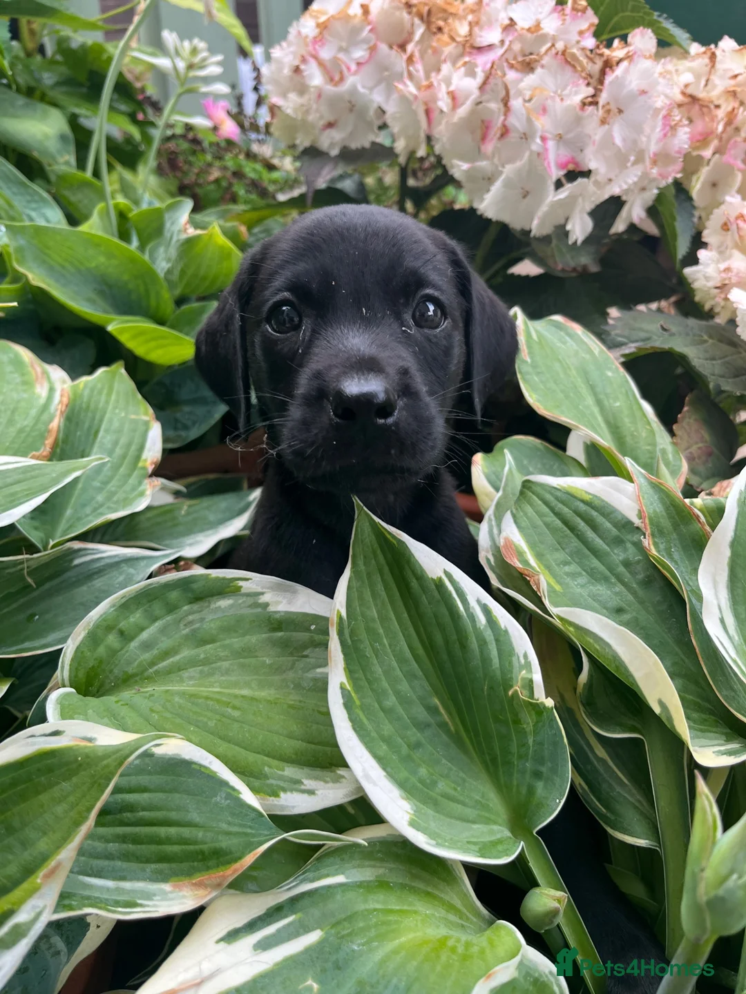 Labrador Retriever dogs for sale: Colourful and Cheerful Labrador Puppies  - Advert 14