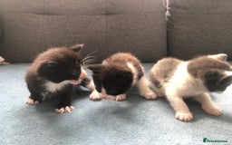 Mixed Breed cats for sale: 5 kittens for sale - Advert 16