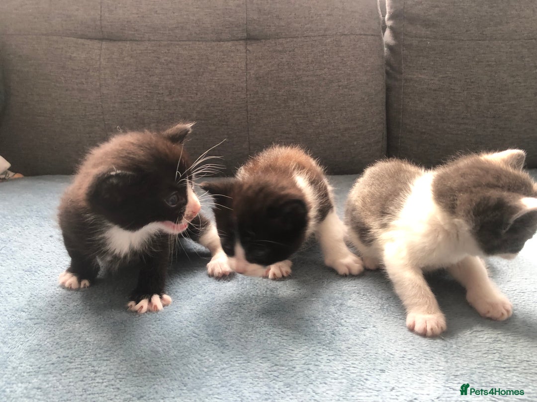 Mixed Breed cats for sale: 5 kittens for sale - Advert 16