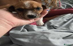 Dachshund dogs for sale: 5 dachshund x cavachon pups for sale  - Image 3