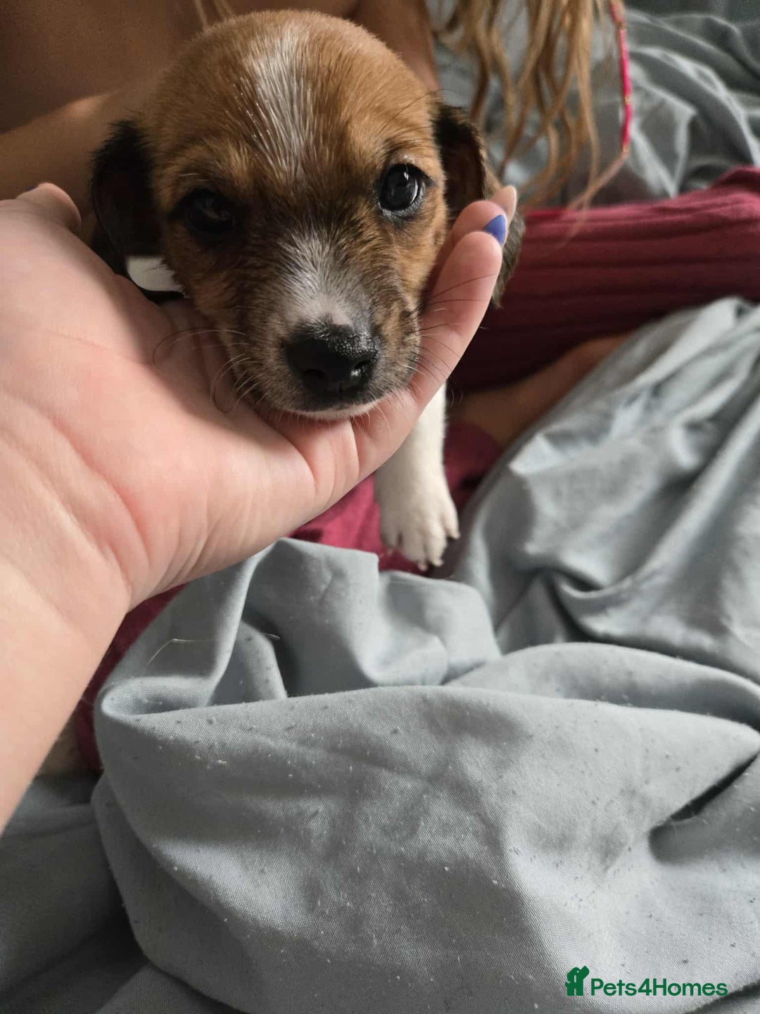 Dachshund dogs for sale: 5 dachshund x cavachon pups for sale  - Image 3