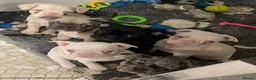French Bulldog dogs for sale: Adorable French Bulldog Puppies for Sale 🐶❤️ - Advert 9
