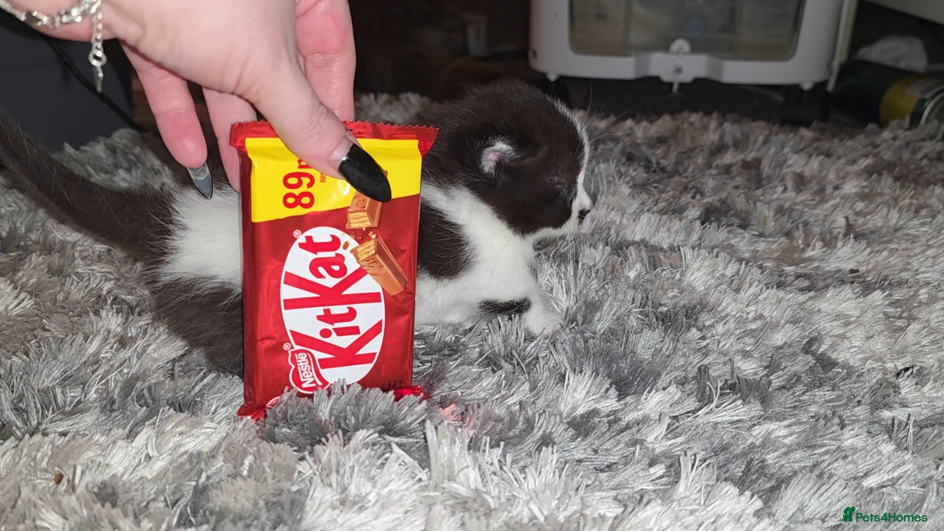 Munchkin cats Munchkin kittens - Advert 4