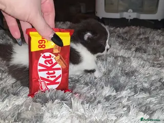 Munchkin cats Munchkin kittens - Advert 4