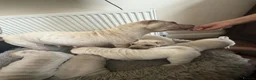 Shar Pei dogs for sale: Shar pei puppies  in Stockport - Advert 12